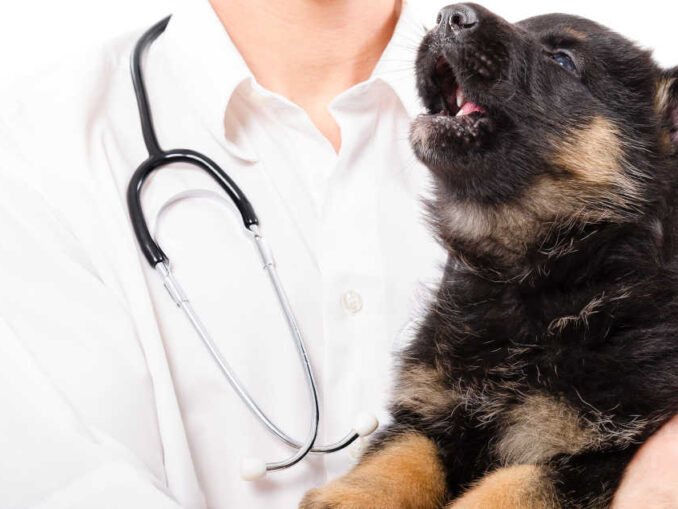 Dog Not Eating After Surgery? Our Surgeon Shares What to Do
