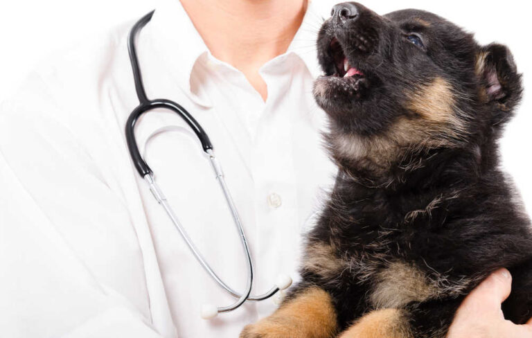 9 Weird Noises Dogs Make & What They Mean