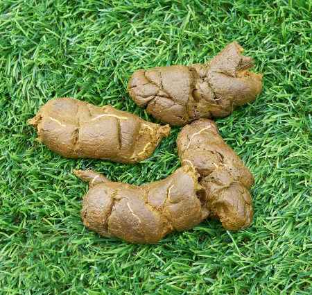 what does a worm look like in dog poop