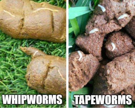 side by side comparison of whipworms in dog poop versus tapeworms in dog poop