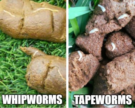 can you see round worms in dogs poop