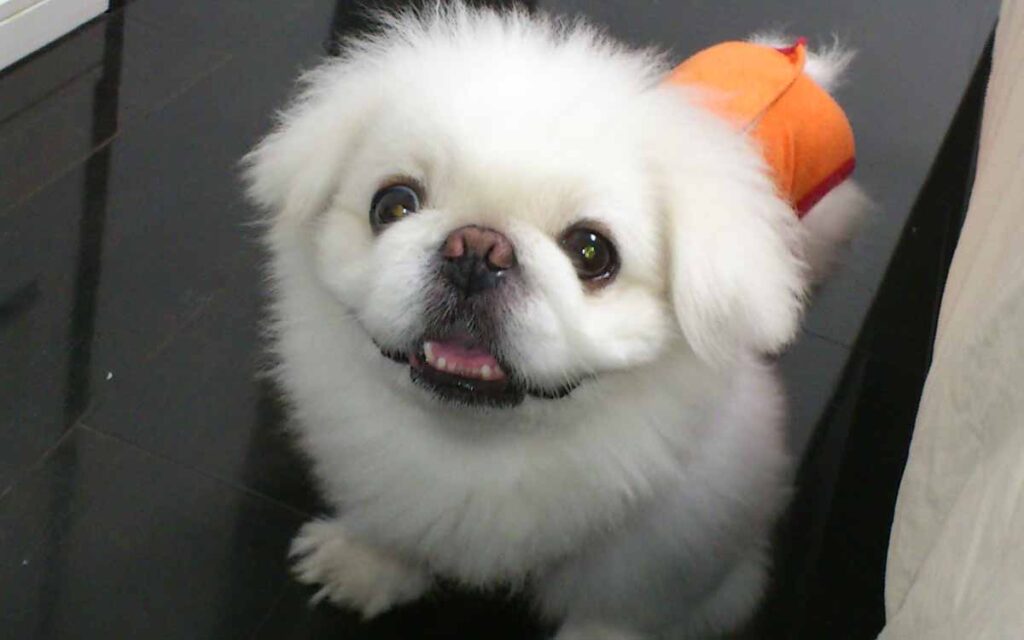 pekingese looking cute