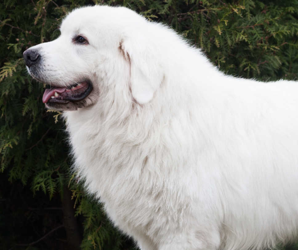 White long haired store dog