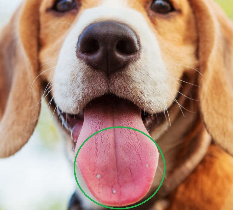 White Bump On Tip Of Dog S Tongue