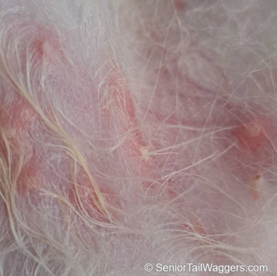 white bumps with pus form a skin infection in a dog