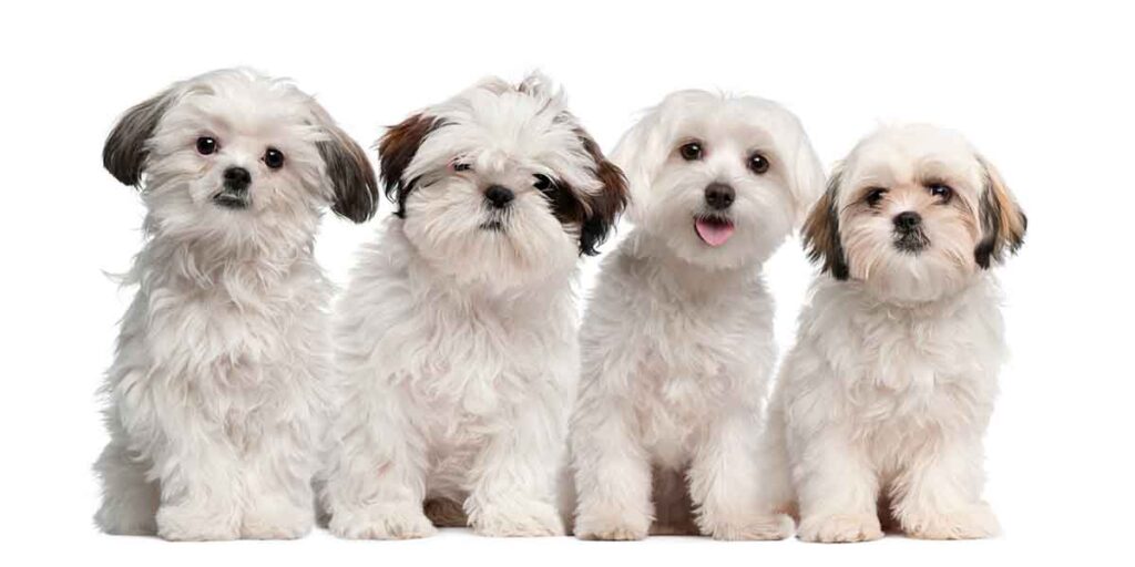 4 small white dogs looking cute