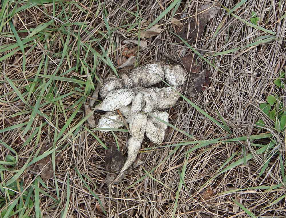 white dog poop on grass