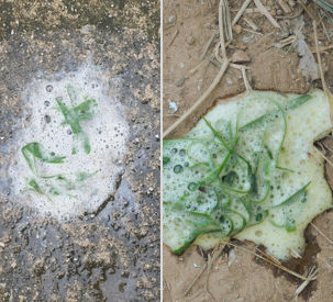 images of a dog's white foam vomit on the ground