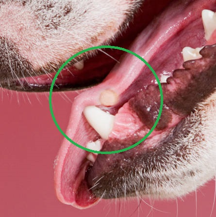 closeup of a white bump on a dog's tongue