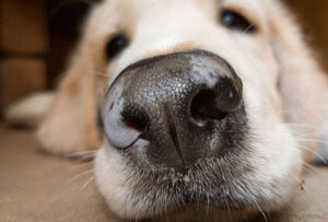White Spots on a Dog’s Nose: Our Vet Shares 5 Causes