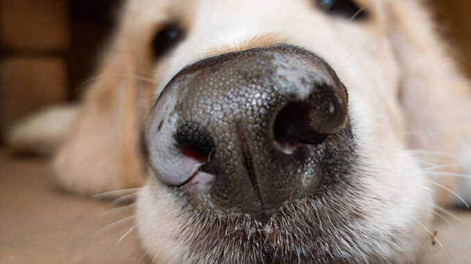 close up showing white spots on a dog's nose