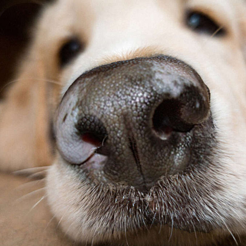 White Ps Around Dogs Eyes And Nose - Infoupdate.org