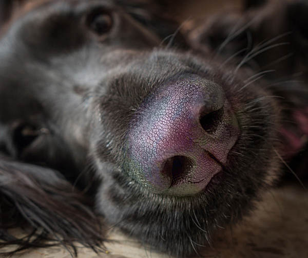 dog with nose discoloration as a result of immune related disease