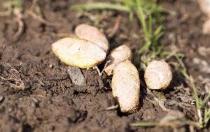 White Dog Poop: Why It Happens and What to Do