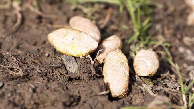 what are the little white worms in puppy poop