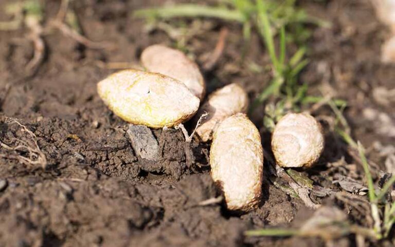 White Dog Poop: Why It Happens and What to Do