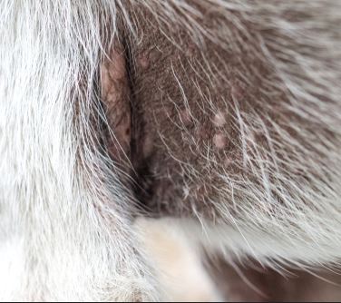 white pustules on dog skin