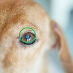 dog with green circle showing a white or cloudy spot on his left eye