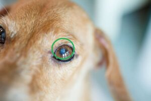 White Spots on a Dog’s Eyes: Pictures & Vet Advice