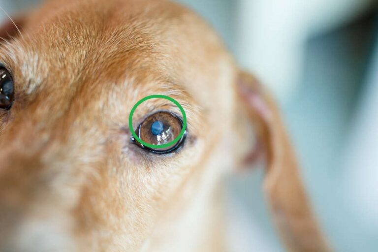 White Spots on a Dog’s Eyes: Pictures & Vet Advice