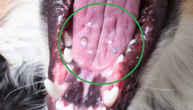 do dogs mouths bleed when they lose their teeth