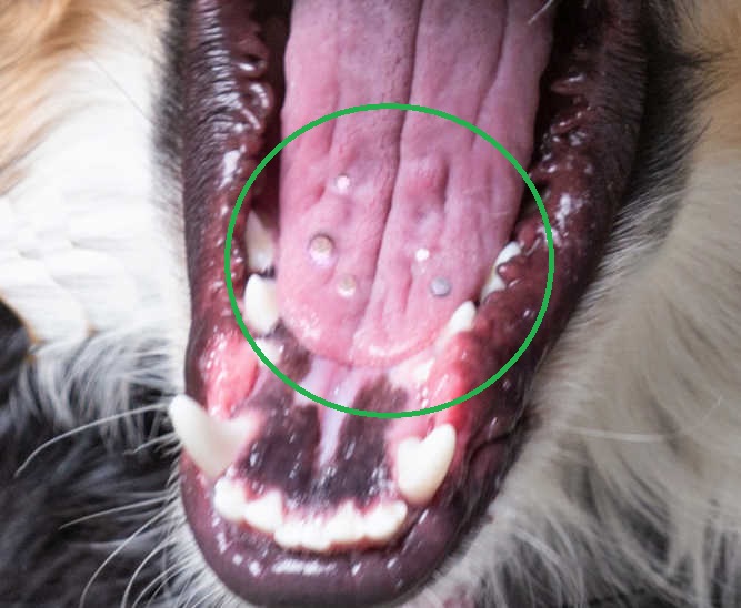 what causes white gums in dogs