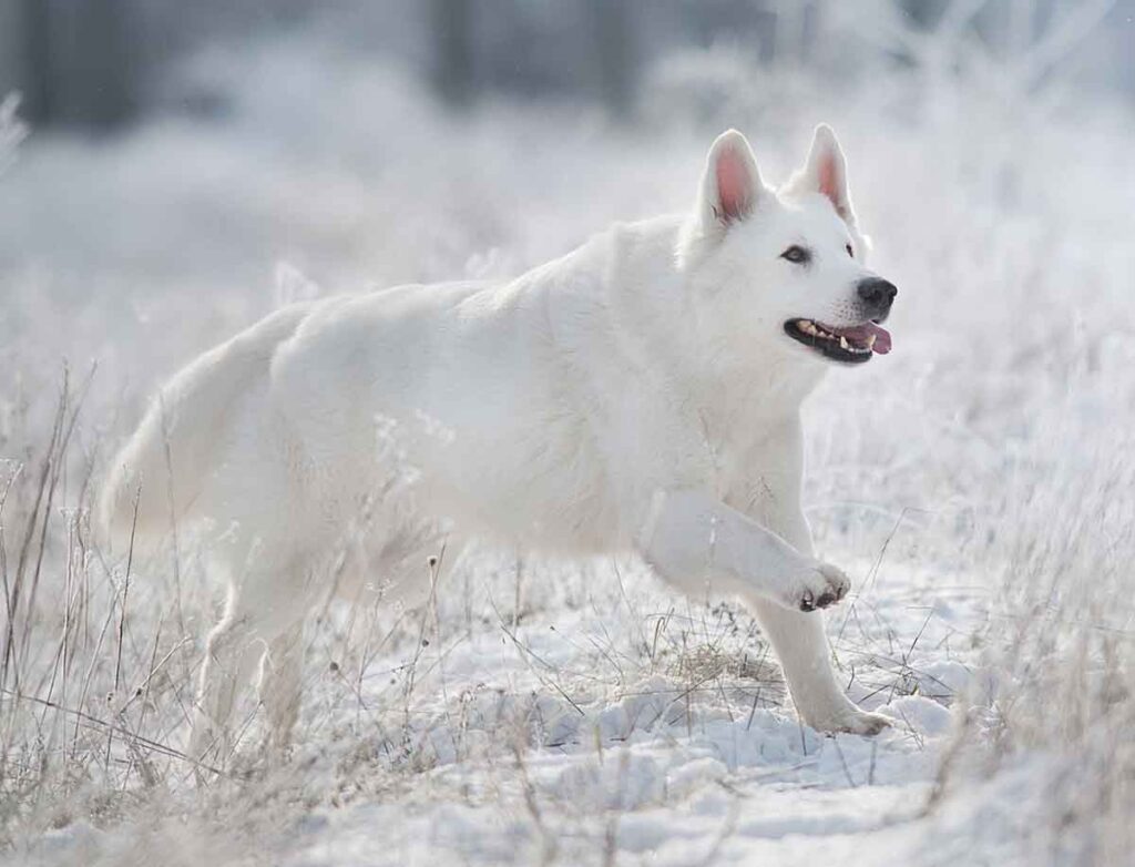 white swiss shepherd