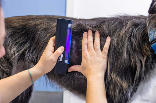wood lamp used at the veterinary office to detect and confirm diagnosis for ringworm
