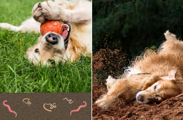 worms in the soil with a dog digging
