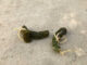 Pictures of Worms in Dog Poop - with Veterinarian Comments