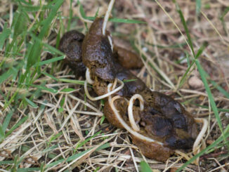 worms in dog poop on grass