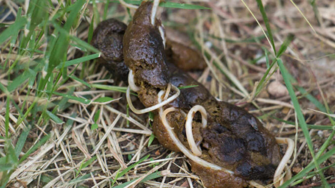 worms in dog poop on grass