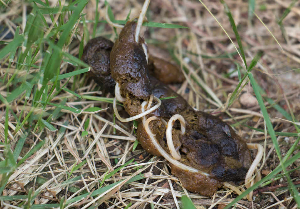 worms in dog poop on grass