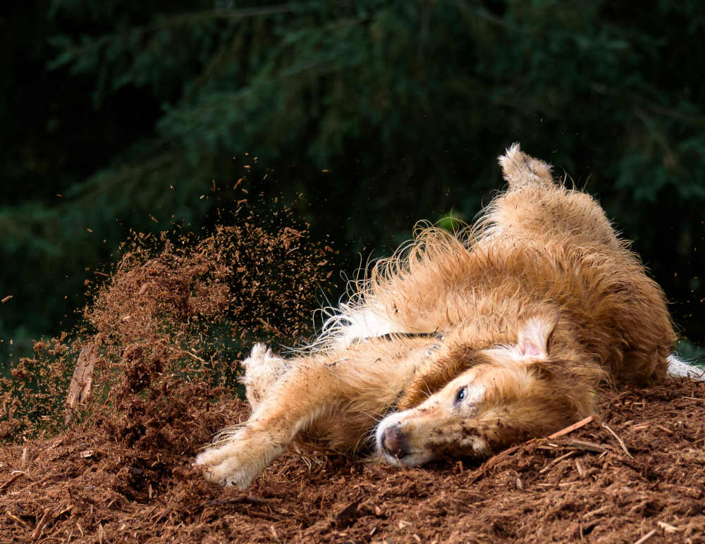 can dogs pass hook worms to cats