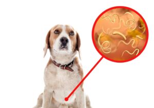 Puppy Poop With Worms: A Vet Shares What to Do (Puppy is Less than 1-2 Years Old)