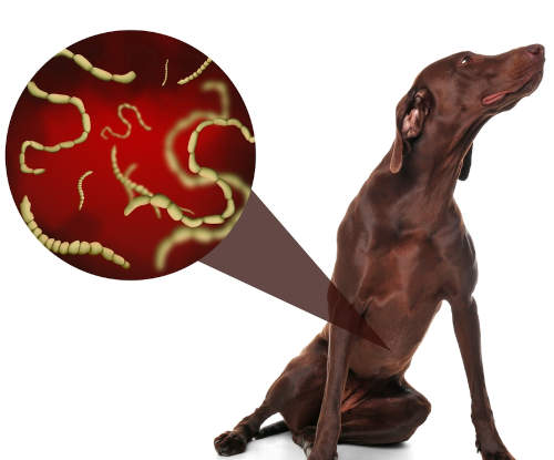 illustration of worms in a dog's stomach