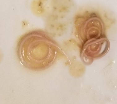 2 worms in a dog's vomit on a tile floor