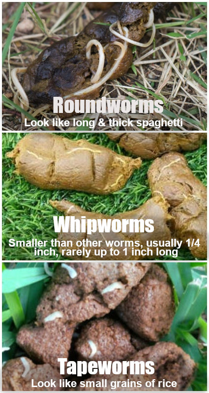 collage of 3 pictures showing different types of worms in dog poop (3 types of worms most often found in poop: roundworms, whipworms and tapeworms)