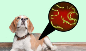 Worms in Dog Poop: Pictures, Identification & Veterinarian Comments