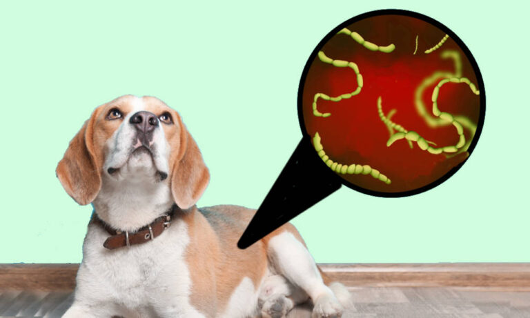 Worms in Dog Poop: Pictures, Identification & Veterinarian Comments