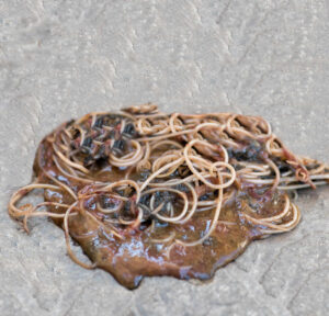 Puppy Poop With Worms: A Vet Shares What to Do (Puppy is Less than 1-2 ...