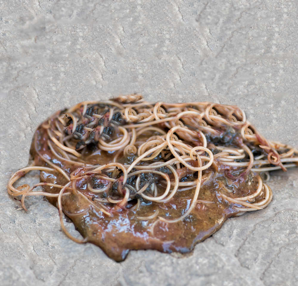 roundworms in dog's poop