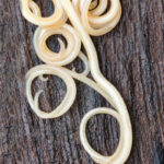 roundworm on a table