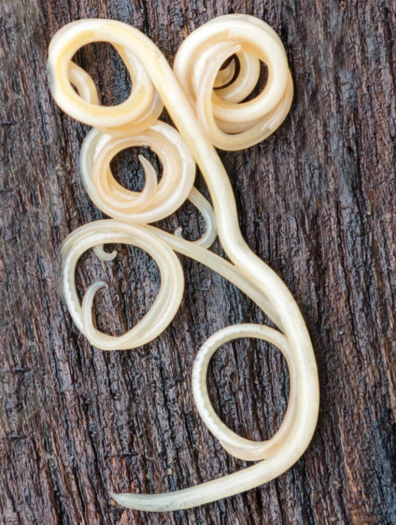 roundworm on a table