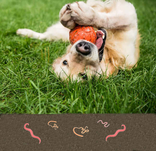 picture showing how dogs get worms through soil contact