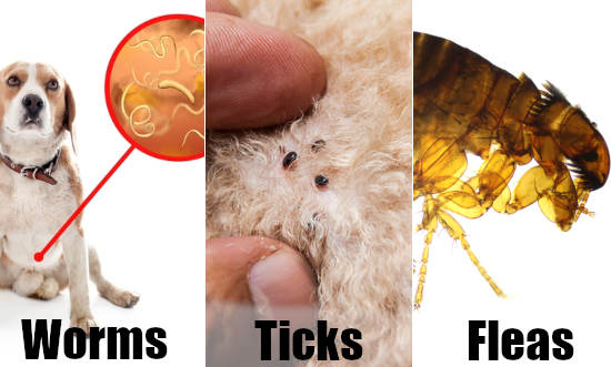 collage of pictures showing worms, ticks and fleas on dogs