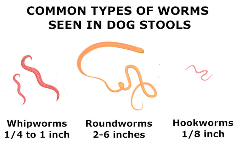 are worms in dog poop dead