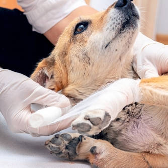 dog treated with a bandage around the leg