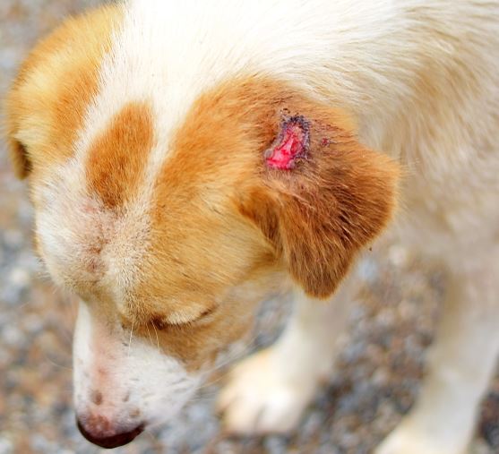 wound at the top of a dog's ear flap