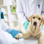 healing a dog's wound with bandage and vet care